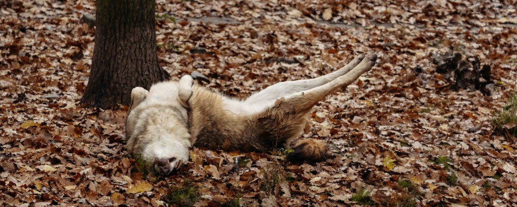 Toter Wolf – Jäger zu unrecht verdächtigt