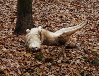 Toter Wolf – Jäger zu unrecht verdächtigt