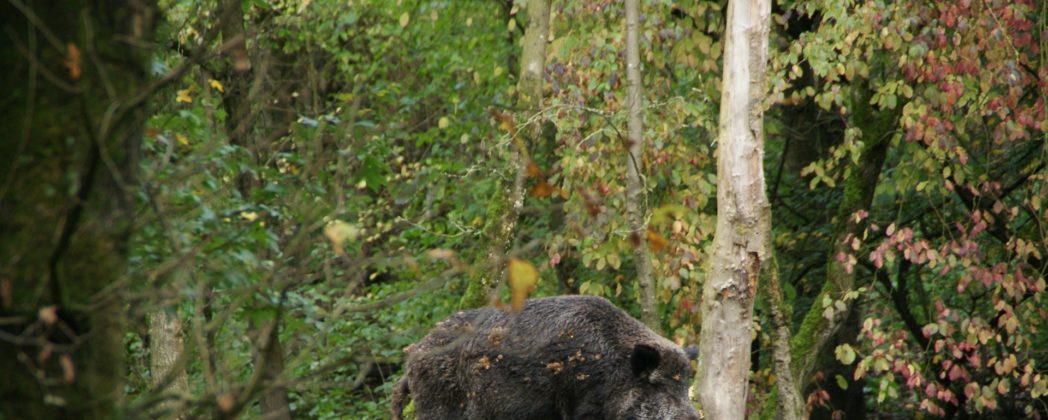 Drückjagd: Schwerer Jagdunfall mit Wildschwein in Bayern
