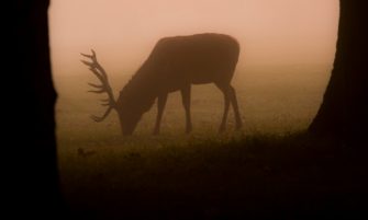 Wildunfall in Bomlitz: Tödliche Kollision mit einem Hirsch