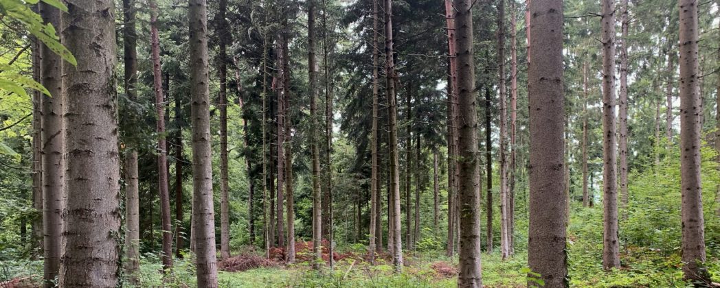 Raubkatze bei Köln? Jäger fotografiert ominöses Tier