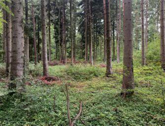 Raubkatze bei Köln? Jäger fotografiert ominöses Tier