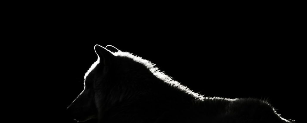 Wolf in Brandenburg getötet: Polizei findet totes Tier bei Autobahn