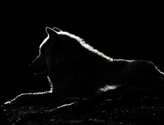 Wolf in Brandenburg getötet: Polizei findet totes Tier bei Autobahn