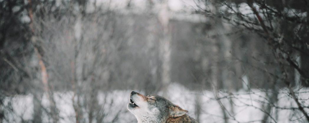 Wolf in Regensburg? Mehrere Sichtungen über das Wochenende