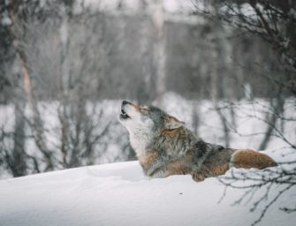 Wolf in Regensburg? Mehrere Sichtungen über das Wochenende