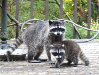 Waschbären in Leipzig mit Schaufel getötet: Einigung im Verfahren