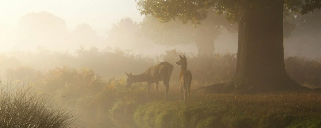 Wildbret in Deutschland: Studie zeigt große Beliebtheit von Wildfleisch