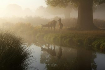 Wildbret in Deutschland: Studie zeigt große Beliebtheit von Wildfleisch