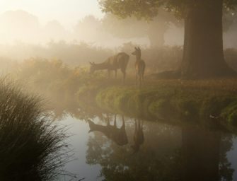 Wildbret in Deutschland: Studie zeigt große Beliebtheit von Wildfleisch