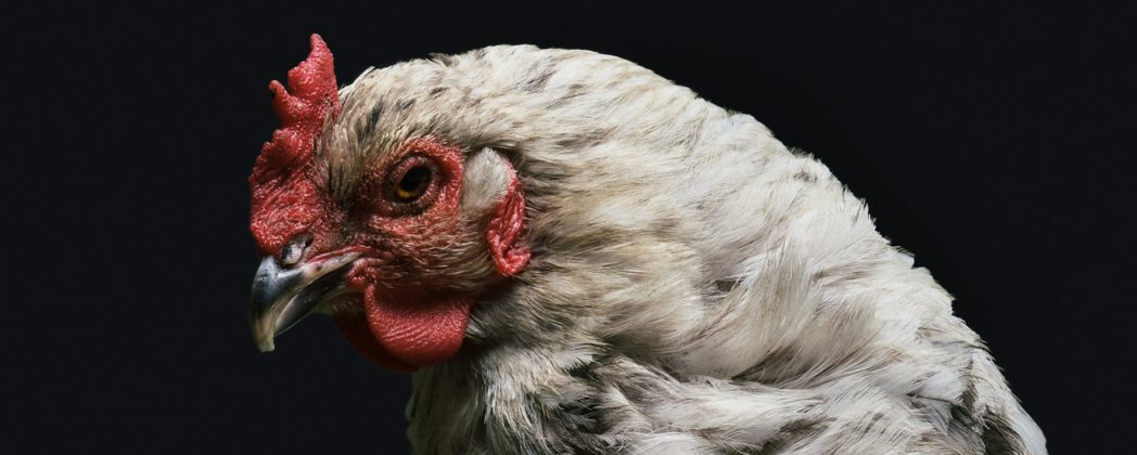 Vogelgrippe FAQ: Was man über die Tierseuche wissen sollte