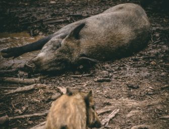 Wildschweine im Harz: Jäger greifen wegen massiver Schäden durch