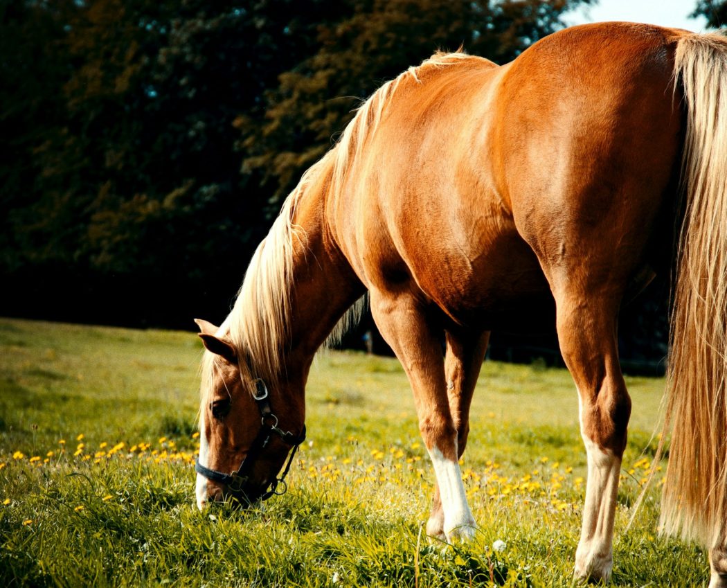 josephine-amalie-paysen-s10nzWqJhTU-unsplash