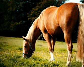 Jäger erschießt Pferd: Gericht fällt Urteil nach Jagdunfall