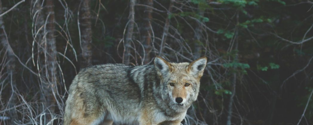 Wolf tot nach Schuss in Oberfranken: Tier starb qualvoll