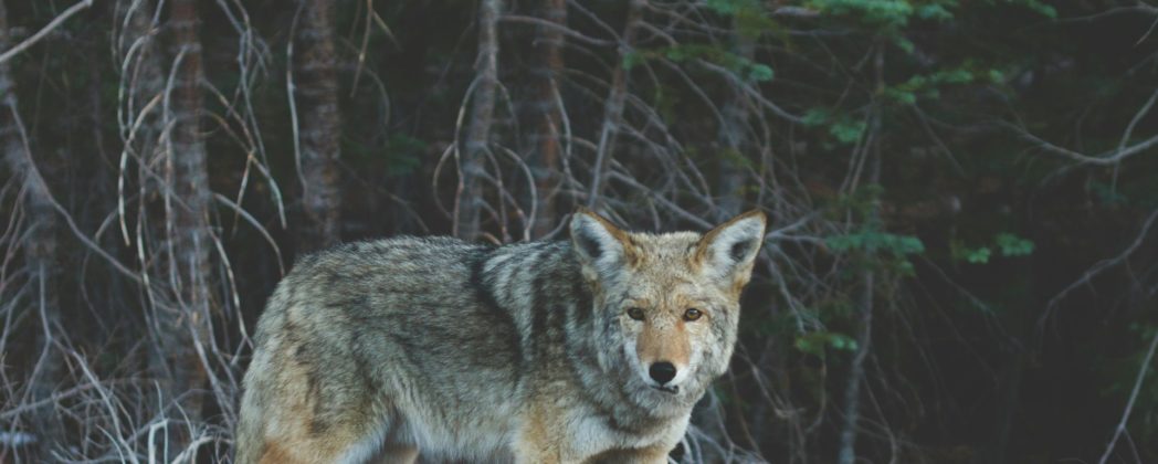 Wolf in Thüringen: Totes Tier am Straßenrand gefunden