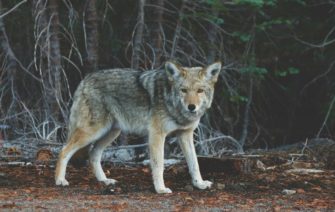 Wolf tot nach Schuss in Oberfranken: Tier starb qualvoll