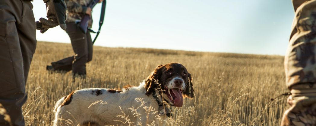Jagdhunde bei Schifffahrt nach Mallorca verstorben