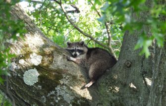 Jagd in Niedersachsen: Jäger erlegen mehr invasive Tiere