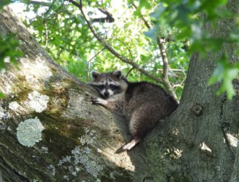 Jagd in Niedersachsen: Jäger erlegen mehr invasive Tiere
