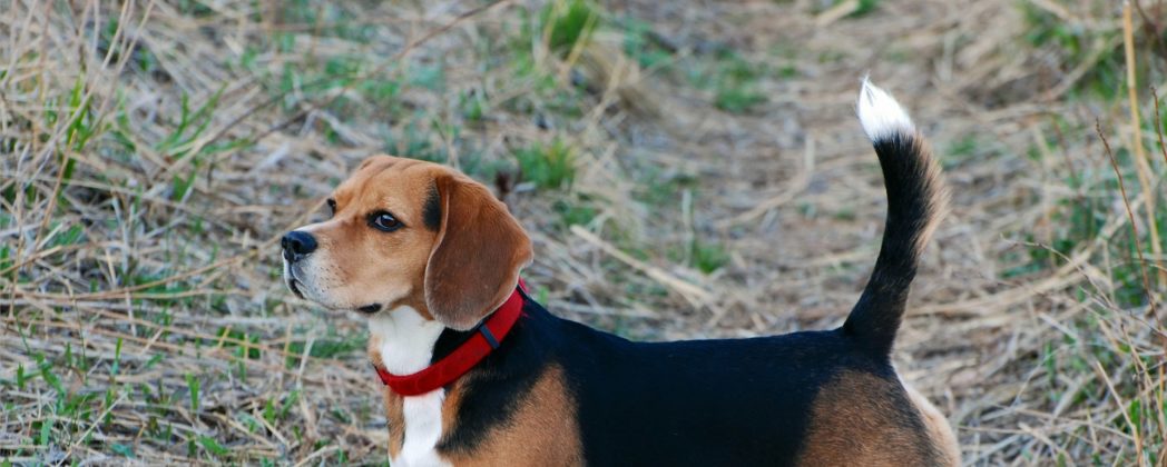 Beagle als Jagdhund? Was die Rasse im Revier taugt