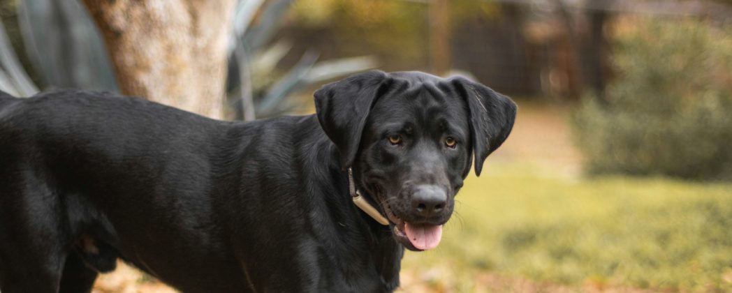 Labrador als Jagdhund: „Familienliebling“ im Revier?