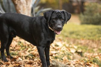 Labrador als Jagdhund: „Familienliebling“ im Revier?