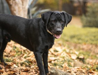 Labrador als Jagdhund: „Familienliebling“ im Revier?
