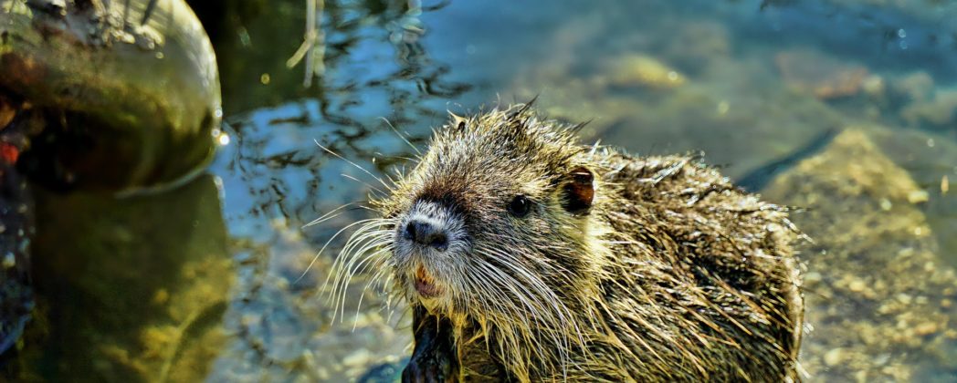 Neuruppin: Jäger sollen Nutria am Ruppiner See bejagen