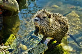 Neuruppin: Jäger sollen Nutria am Ruppiner See bejagen