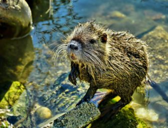 Neuruppin: Jäger sollen Nutria am Ruppiner See bejagen