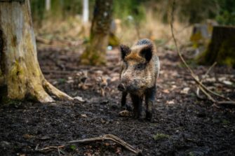 Wildschwein-Jagd auf Friedhof: Goslar geht gegen Schwarzwild vor
