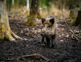 Wildschwein-Jagd auf Friedhof: Goslar geht gegen Schwarzwild vor
