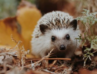 Igel-Jagd: Haben Täter gezielt Igel zum Verzehr gefangen?