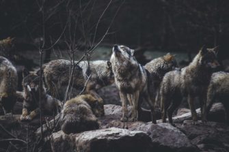 Wolf in Bayern: Kindergarten muss nach Angriff evakuiert werden
