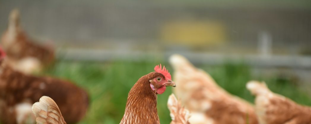 Vogelgrippe breitet sich aus: Landkreis Leipzig reagiert