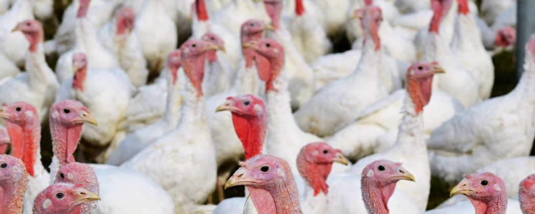 Harz: Massensterben in Mastbetrieb – Tausende Puten verenden