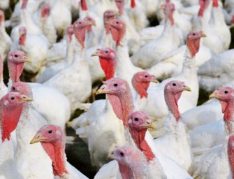 Harz: Massensterben in Mastbetrieb – Tausende Puten verenden