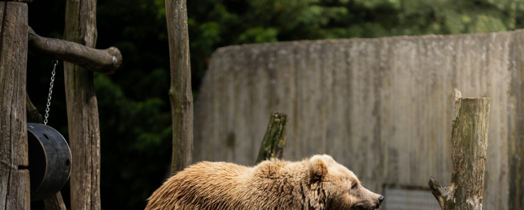 Bär aus Norddeutschland muss erlöst werden: „Sehr schmerzlich“