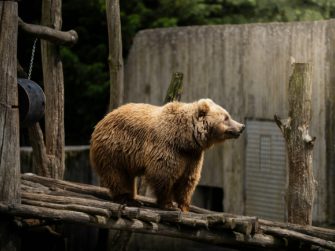 Bär aus Norddeutschland muss erlöst werden: „Sehr schmerzlich“