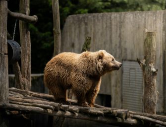 Bär aus Norddeutschland muss erlöst werden: „Sehr schmerzlich“