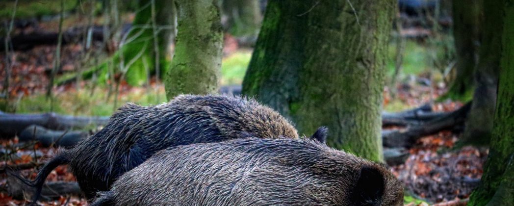 ASP-Impfung: Wissenschaftler testen Wildschwein-Köder