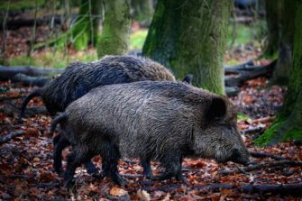 ASP-Impfung: Wissenschaftler testen Wildschwein-Köder