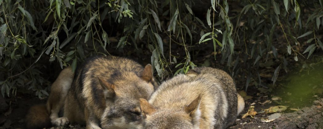 Jagd auf Wölfe soll in Deutschland bald erlaubt sein