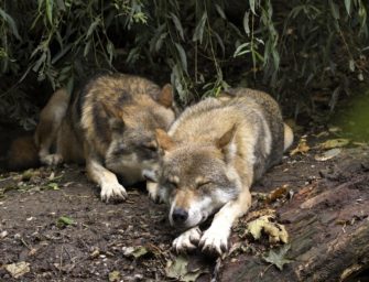 Jagd auf Wölfe soll in Deutschland bald erlaubt sein