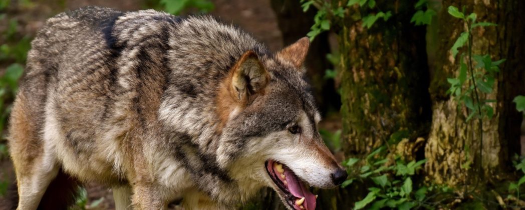 Wolf tötet Pferd bei Stade: DNA-Analyse bestätigt Verdacht