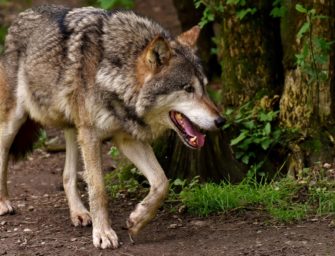 Wolf tötet Pferd bei Stade: DNA-Analyse bestätigt Verdacht
