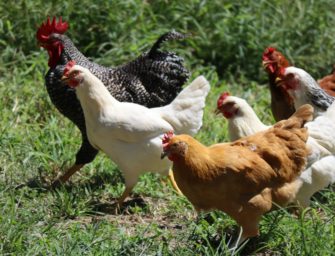 Vogelgrippe: Todesfall sorgt für große Unruhe