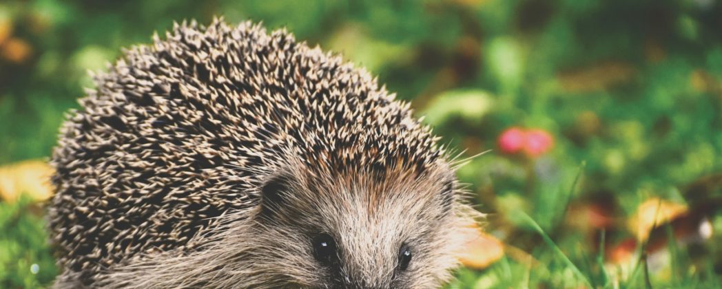 Igel in Rostock: Schutz durch Verbot von Mähroboter