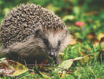 Igel in Rostock: Schutz durch Verbot von Mähroboter